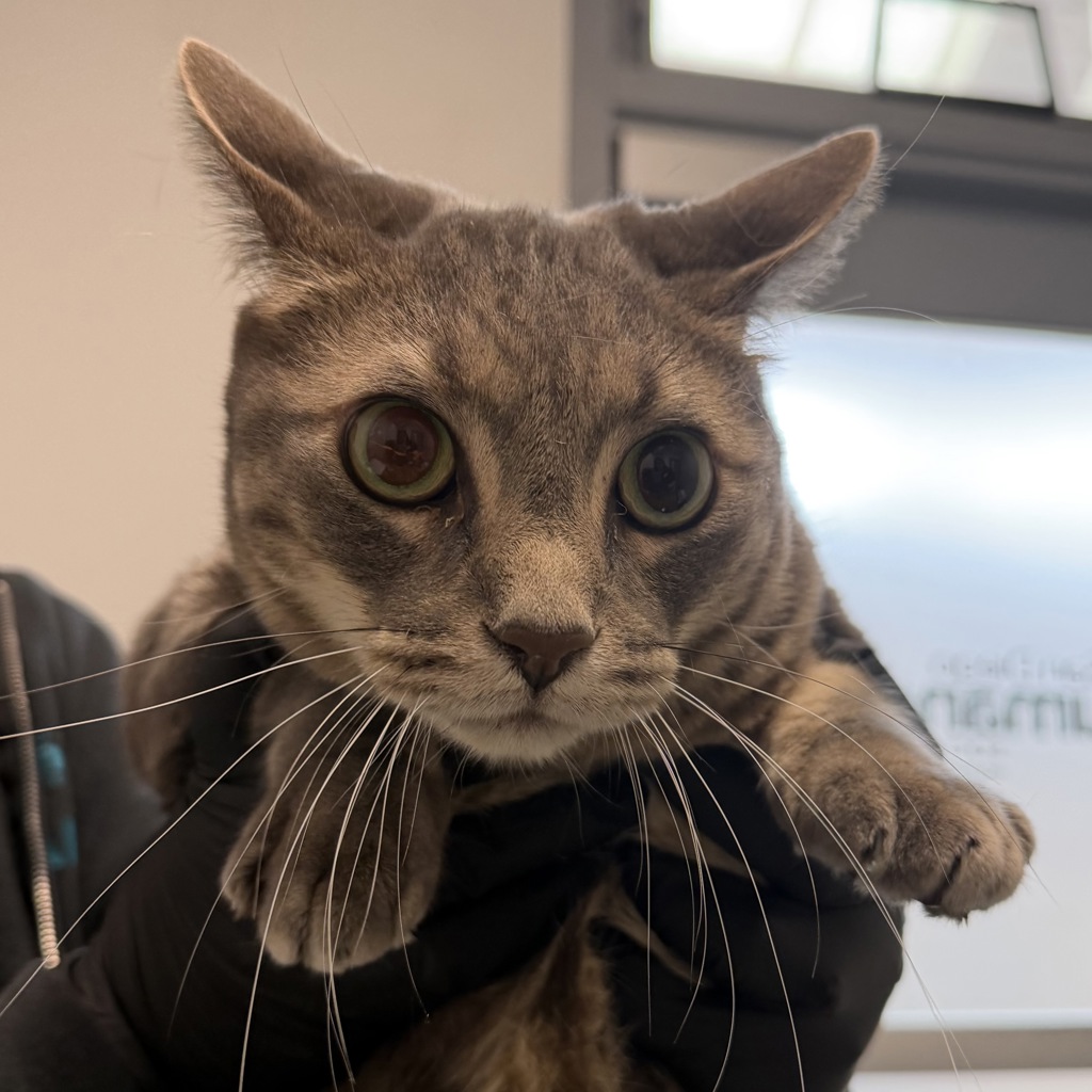 Shelter Stray Male Cat last seen Wilson Street, San Diego, CA, 92115, 5500 Gaines St, San Diego, CA 92110, USA