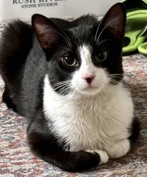 Found/Stray Male Cat last seen Rosa Parks @Longfellow, Detroit, MI 48267