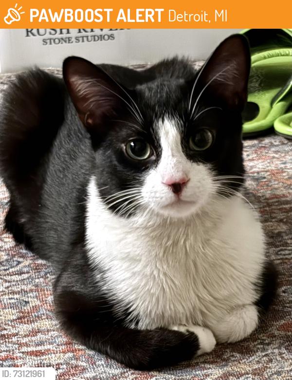 Found/Stray Male Cat last seen Rosa Parks @Longfellow, Detroit, MI 48267