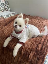 Reunited Male Dog last seen Harrodsburgh Rd, Lexington, KY 40503
