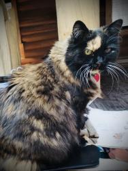 Reunited Female Cat last seen Near Carriage Wheel, Corinth TX 76210, Corinth, TX 76210