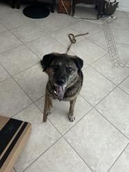 Reunited Male Dog last seen SE 5th Street, Pompano Beach, FL 33060