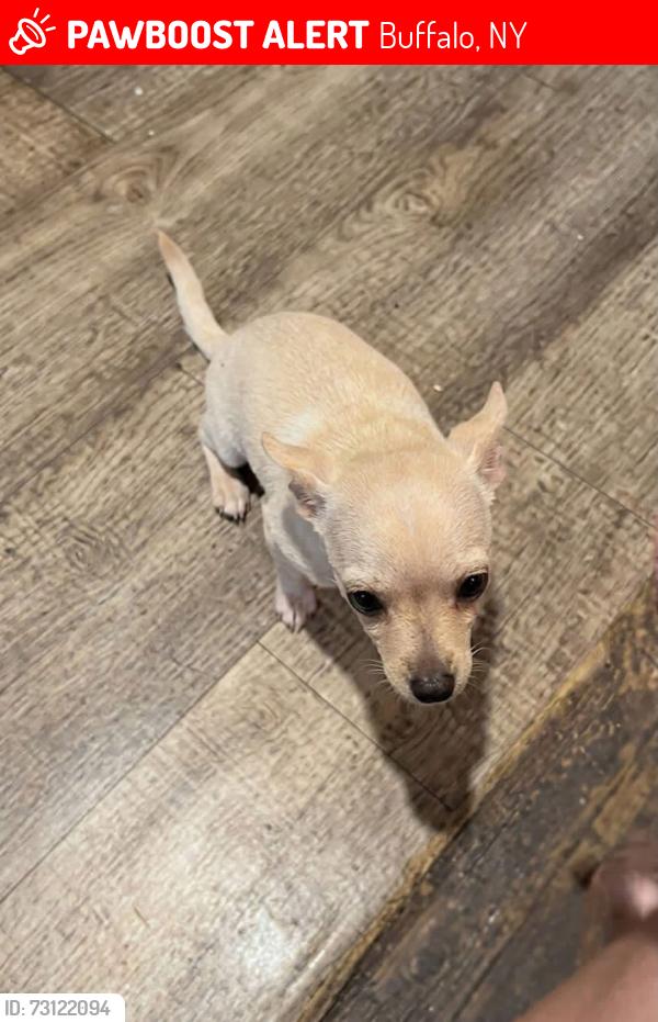 Lost Male Dog last seen Kensington Avenue, Buffalo, NY 14215