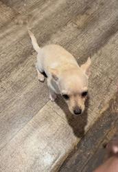 Lost Male Dog last seen Kensington Avenue, Buffalo, NY 14215