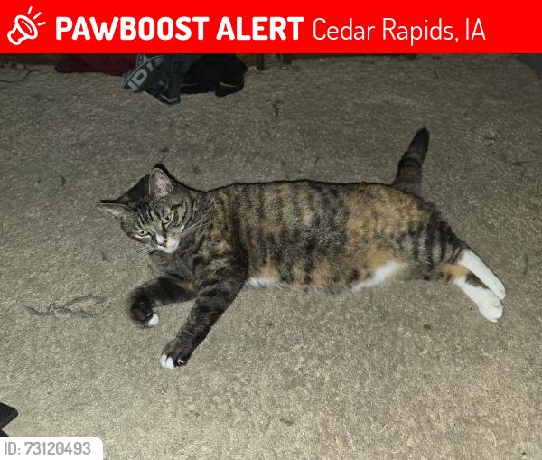 Lost Female Cat last seen 15th Ave and 8th street SE cedar rapids, Cedar Rapids, IA 52402