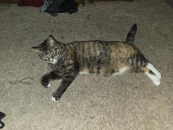 Lost Female Cat last seen 15th Ave and 8th street SE cedar rapids, Cedar Rapids, IA 52402
