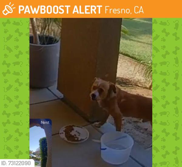 Found/Stray Unknown Dog last seen Fancher Creek and Purdue, Fresno, CA 93727