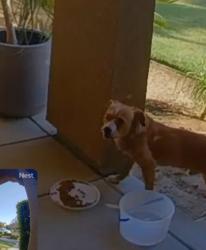 Found/Stray Unknown Dog last seen Fancher Creek and Purdue, Fresno, CA 93727