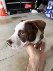 Found/Stray Male Dog last seen Carmel Canyon Road, San Diego, San Diego, CA 92130