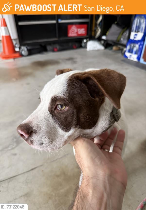 Found/Stray Male Dog last seen Carmel Canyon Road, San Diego, San Diego, CA 92130