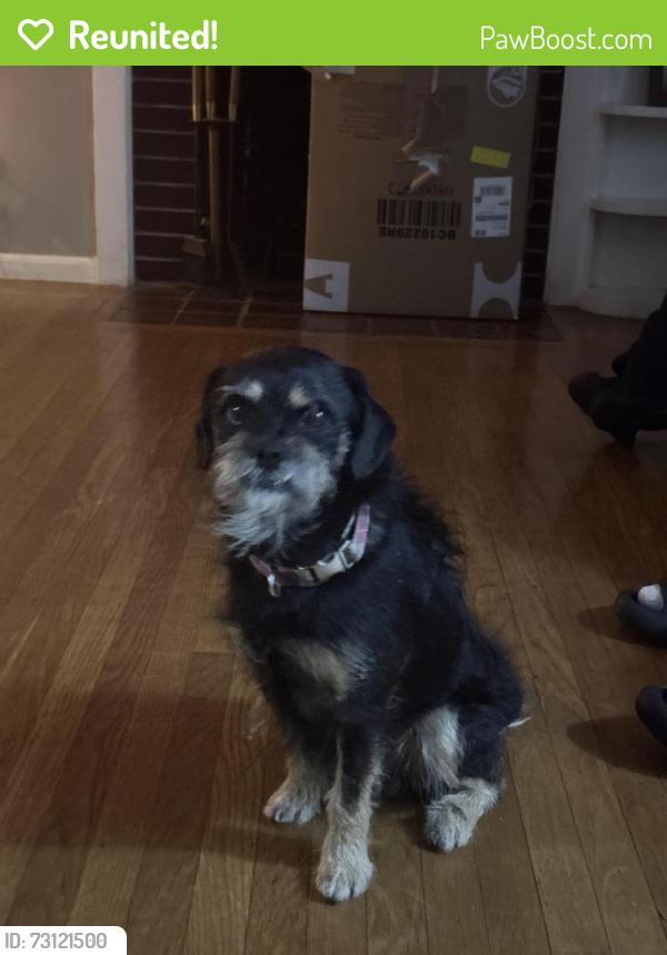 Reunited Male Dog last seen By san bruno elementary school allen., San Bruno, CA 94066