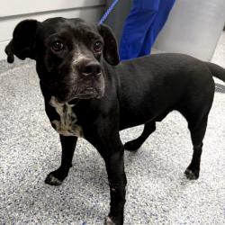 Shelter Stray Male Dog last seen , 328 Furman Hall Rd, Greenville, SC 29609, USA