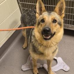 Shelter Stray Female Dog last seen , 3428 S Jenkins Ave, Norman, OK 73072, USA