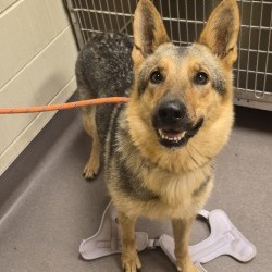 Shelter Stray Female Dog last seen , 3428 S Jenkins Ave, Norman, OK 73072, USA