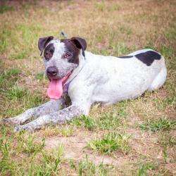 Shelter Stray Male Dog last seen , 1901 N 31st Ave, Hattiesburg, MS 39401, USA