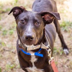 Shelter Stray Male Dog last seen , 1901 N 31st Ave, Hattiesburg, MS 39401, USA