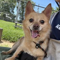 Shelter Stray Male Dog last seen , Animal Care & Control Team of Philly, 111 W Hunting Park Ave, Philadelphia, PA 19140, USA