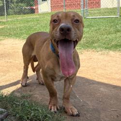 Shelter Stray Male Dog last seen , 2951 S 1st St, Cabot, AR 72023, USA
