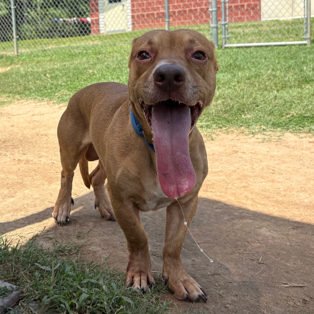 Shelter Stray Male Dog last seen , 2951 S 1st St, Cabot, AR 72023, USA