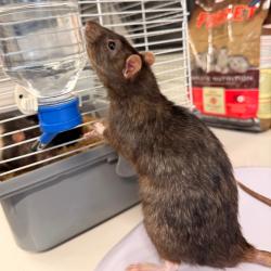 Shelter Stray Male Other last seen , 3607 N Armenia Ave, Tampa, FL 33607, USA