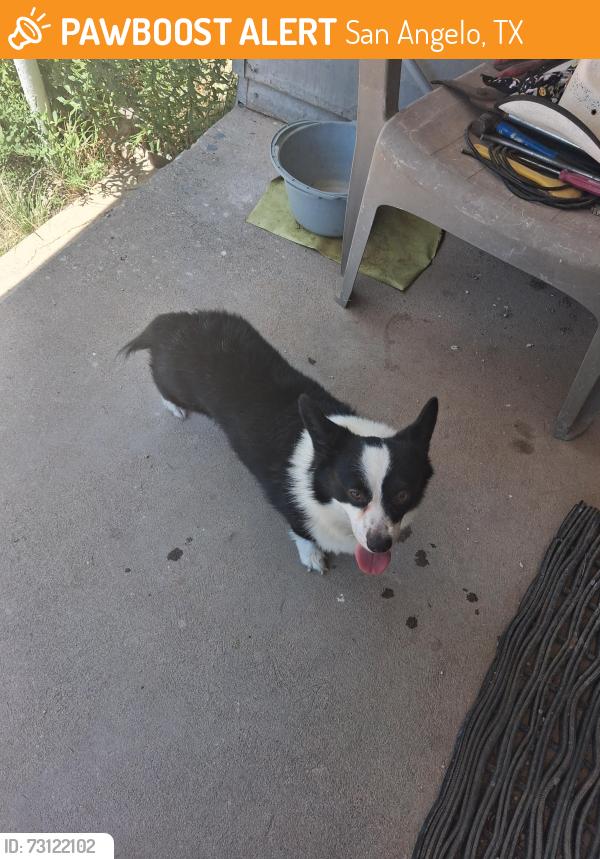 Found/Stray Male Dog last seen Near Goodland Loop, San Angelo, TX 76901