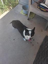 Found/Stray Male Dog last seen Near Goodland Loop, San Angelo, TX 76901