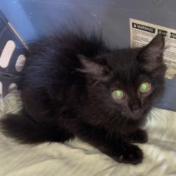 Shelter Stray Male Cat last seen , 2350 Appling City Cove, Memphis, TN 38133, USA