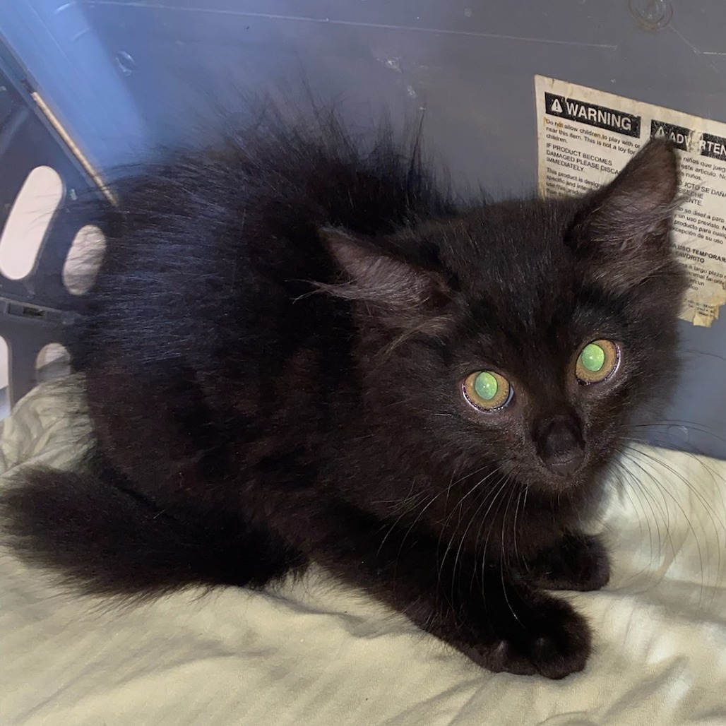 Shelter Stray Male Cat last seen , 2350 Appling City Cove, Memphis, TN 38133, USA