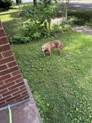 Found/Stray Male Dog last seen Near 6th ave, Terre Haute, IN 47807