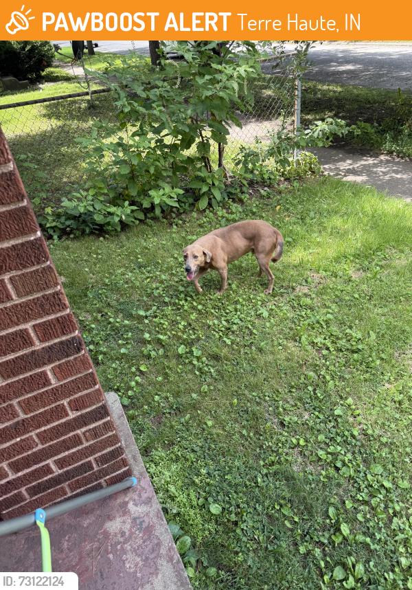 Found/Stray Male Dog last seen Near 6th ave, Terre Haute, IN 47807