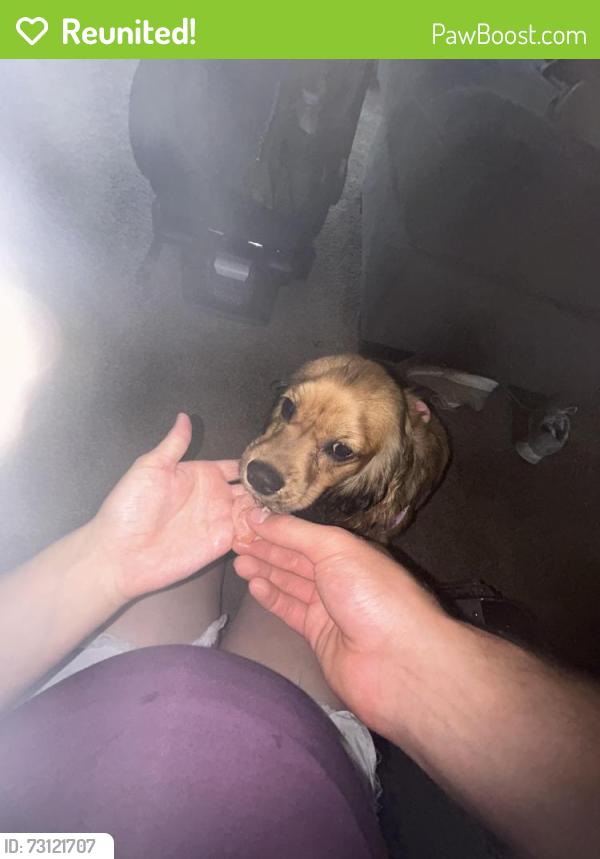Reunited Female Dog last seen Goose creek rd Dandridge tn, Dandridge, TN 37725