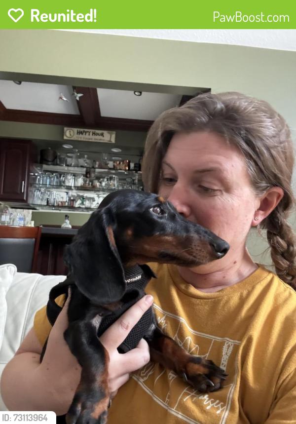 Reunited Male Dog last seen Spielman and Tipton Hwy, Adrian, MI 49221