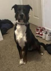 Lost Male Dog last seen Galleria and Pabco, Henderson, NV 89011