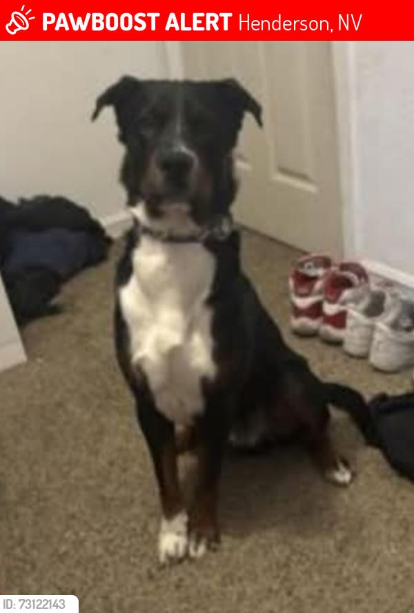 Lost Male Dog last seen Galleria and Pabco, Henderson, NV 89011
