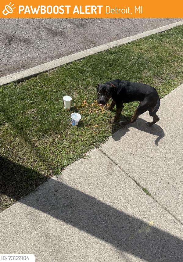 Found/Stray Male Dog last seen McNichols across from Detroit mercy track & in the vicinity of the gas station, Detroit, MI 48221