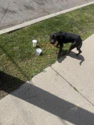 Found/Stray Male Dog last seen McNichols across from Detroit mercy track & in the vicinity of the gas station, Detroit, MI 48221