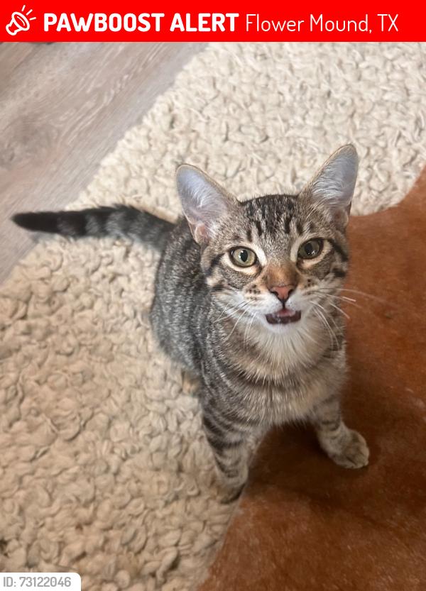 Lost Male Cat last seen Cross Timbers and Morris Rd, Flower Mound, TX 75028
