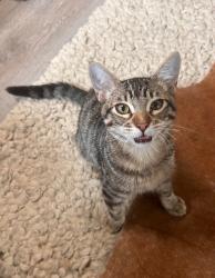 Lost Male Cat last seen Cross Timbers and Morris Rd, Flower Mound, TX 75028