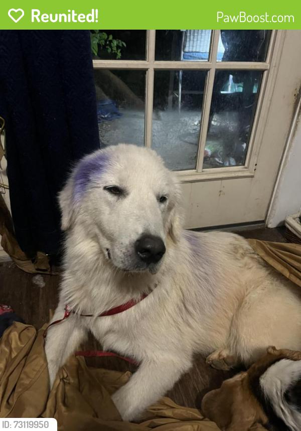 Reunited Male Dog last seen Waunell Drive, Tyler, TX 75702