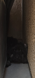 Reunited Unknown Dog last seen Hope dr 15345, Surprise, AZ 85379