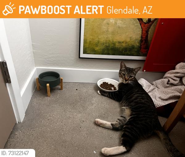 Found/Stray Unknown Cat last seen 57th Ave and Talavi Blvd, Glendale, AZ 85308