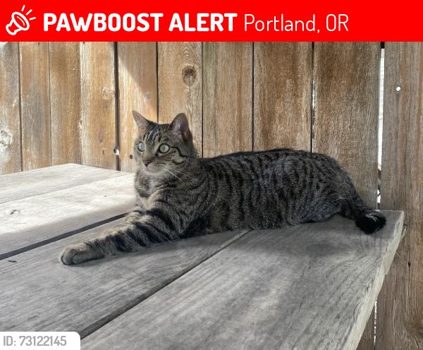 Lost Female Cat last seen SE 76th and Woodward, Portland, OR 97206