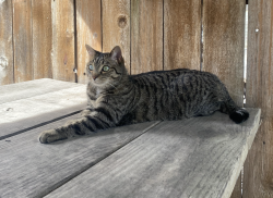 Lost Female Cat last seen SE 76th and Woodward, Portland, OR 97206