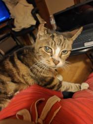 Lost Female Cat last seen Abby ave., Spring Hill, FL 34609