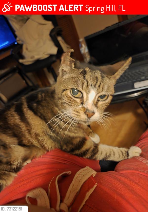 Lost Female Cat last seen Abby ave., Spring Hill, FL 34609