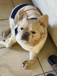 Lost Male Dog last seen Palm, Division or Highland, National City, CA 91950