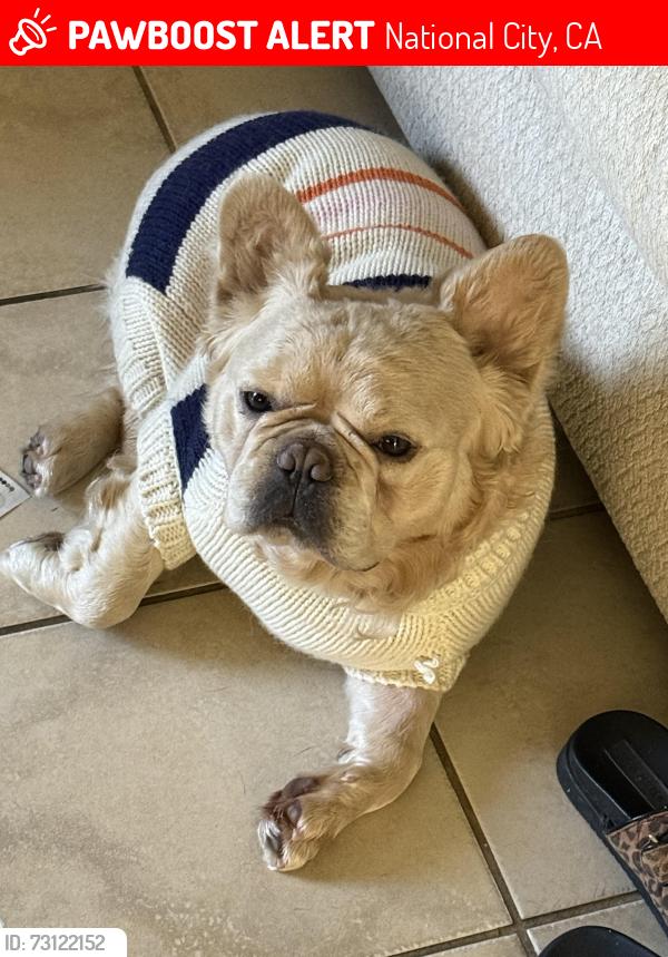 Lost Male Dog last seen Palm, Division or Highland, National City, CA 91950