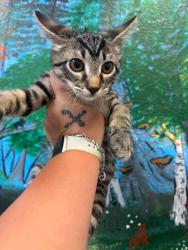 Shelter Stray Female Cat last seen Bexar County, 3353 Morningside Dr, New Braunfels, TX 78132, USA