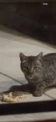 Found/Stray Unknown Cat last seen parking lot of my apt building, Berkeley, CA 94705