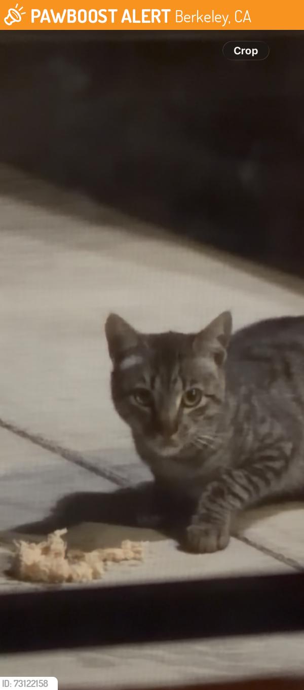 Found/Stray Unknown Cat last seen parking lot of my apt building, Berkeley, CA 94705